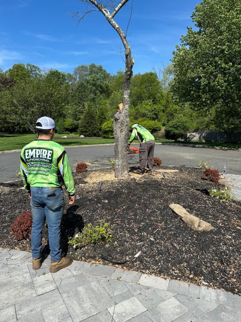 Tree & Shrub Care Services